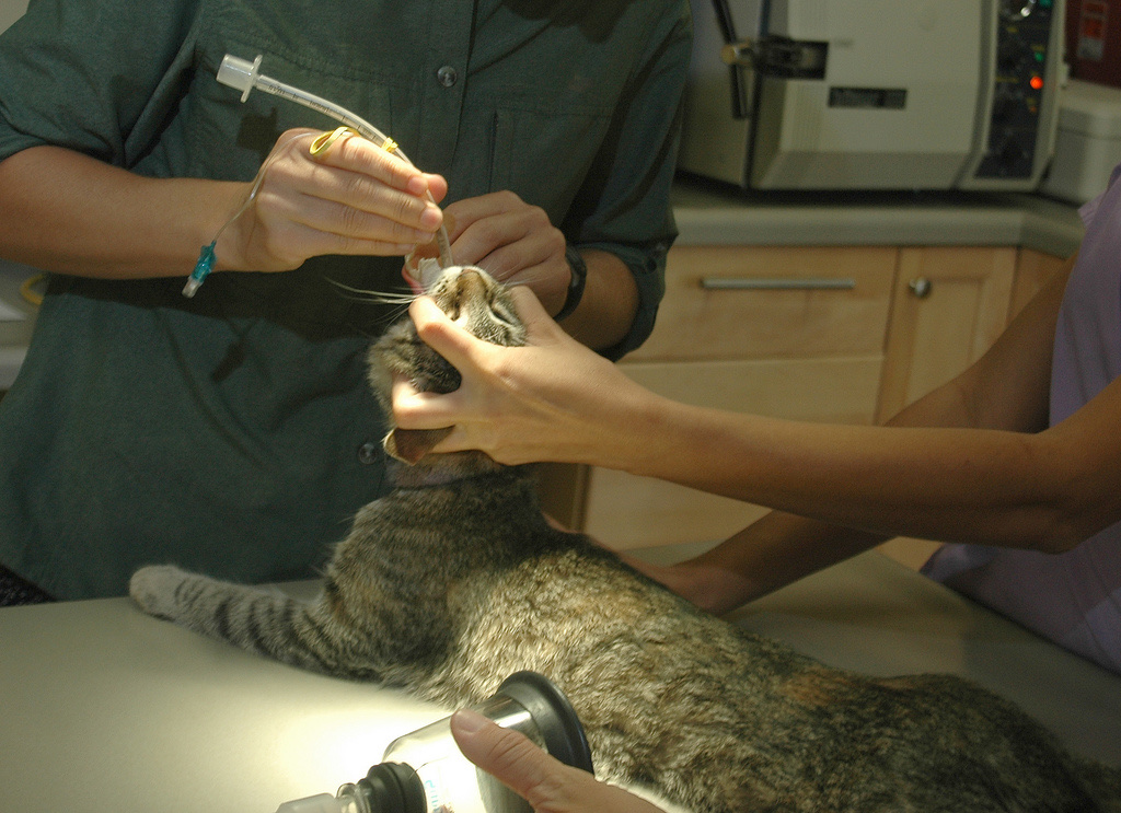 Un chat tigré endormi, couché sur une table ; une main lui tient la tête relevée pendant qu'une autre glisse un tube transparent dans sa gueule.