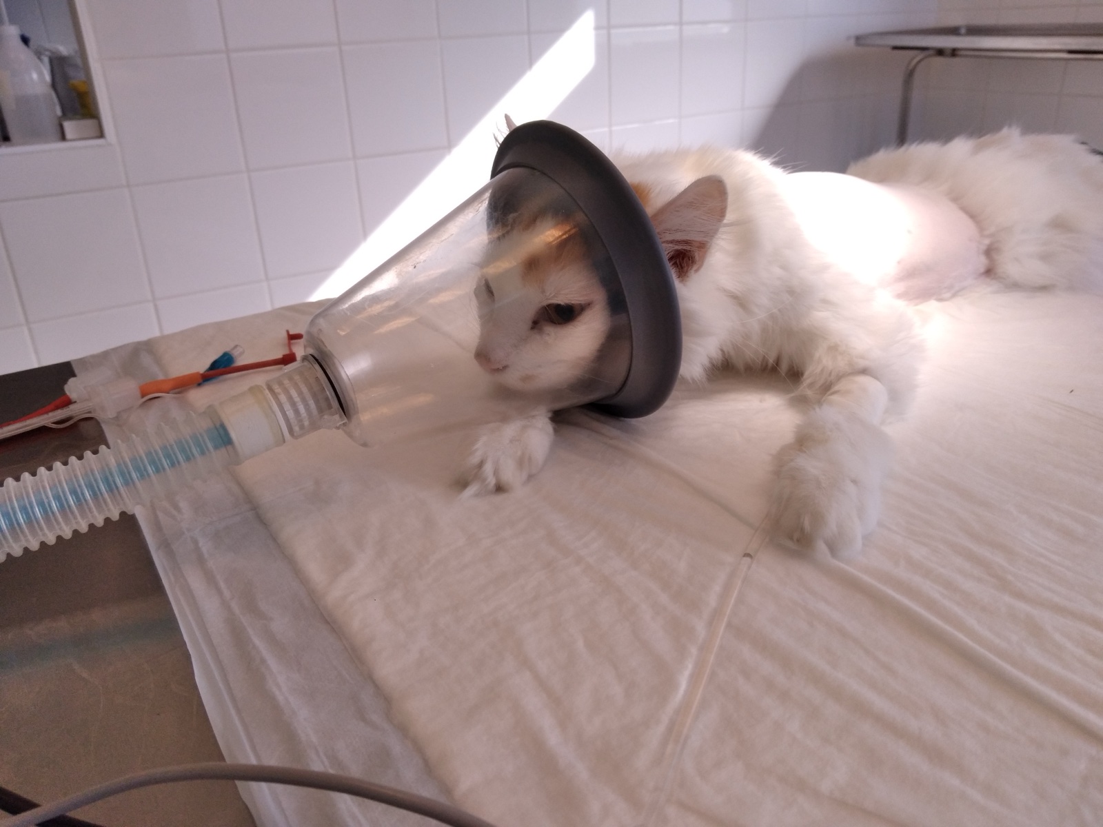 Un chat blanc et roux, allongé et endormi sur un champ blanc, la tête dans un masque transparent relié à un tuyau.