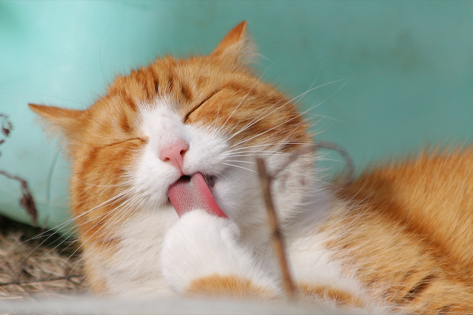 Un chat roux et blanc, les yeux fermés, se lèche la patte : on voit les papilles de sa langue.