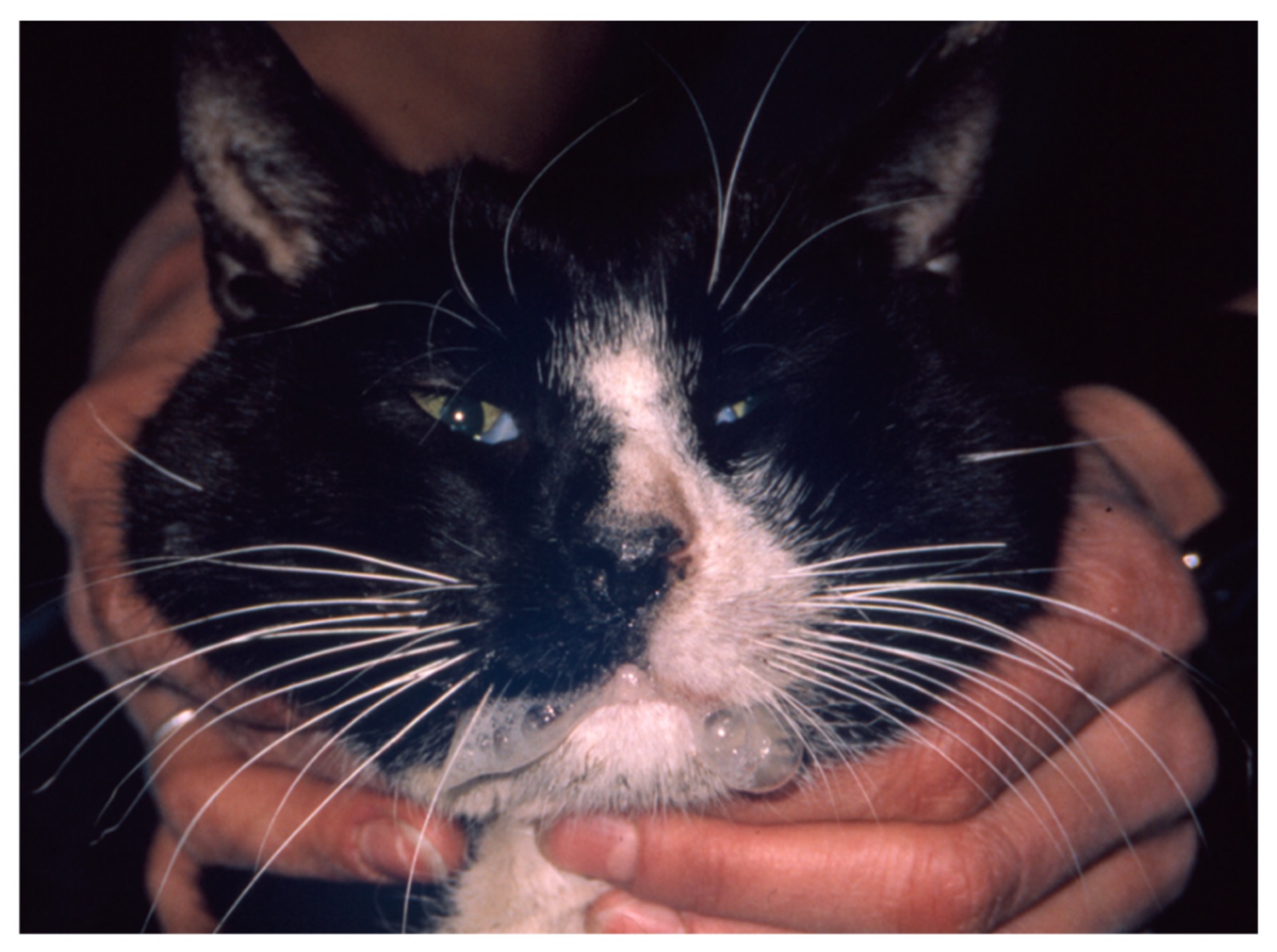 Un chat noir et blanc tenu entre deux mains, de la salive au menton.