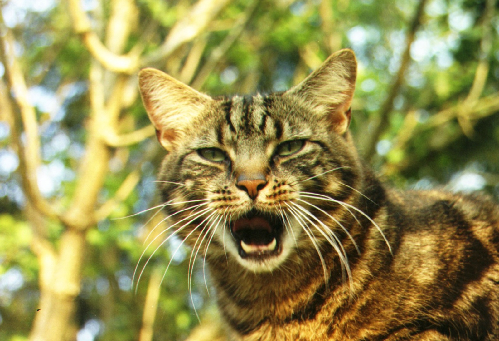 Un chat tigré, la gueule ouverte, devant des arbres.