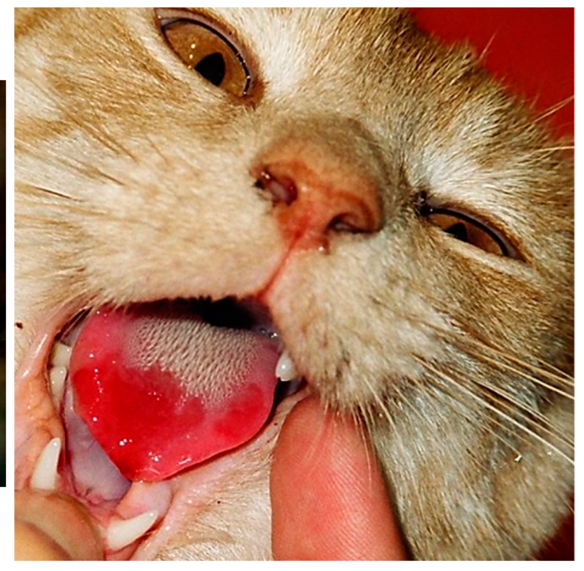 La langue d'un chat tirée hors de la gueule, avec un ulcère rouge sur sa face.