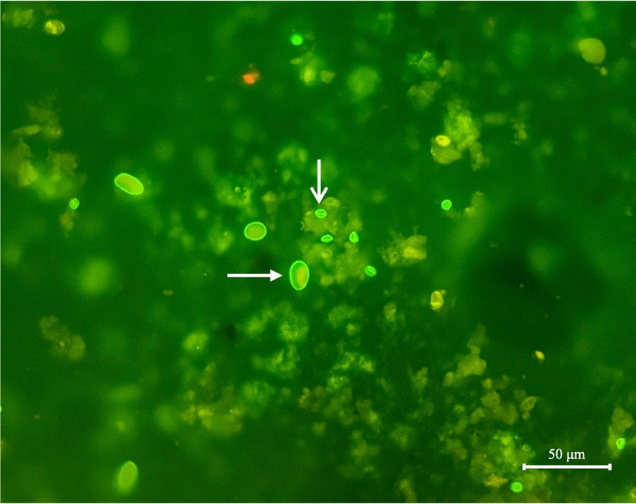 Vue au microscope à fluorescence : sur un fond vert sombre, des éléments ovales vert vif ; une flèche horizontale désigne un kyste de Giardia, une flèche verticale un oocyste de Cryptosporidium, plus petit.