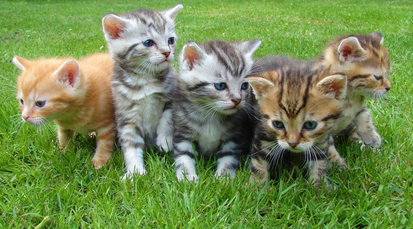 Cinq jeunes chatons, un roux et quatre tigrés, assis côte à côte dans l'herbe.