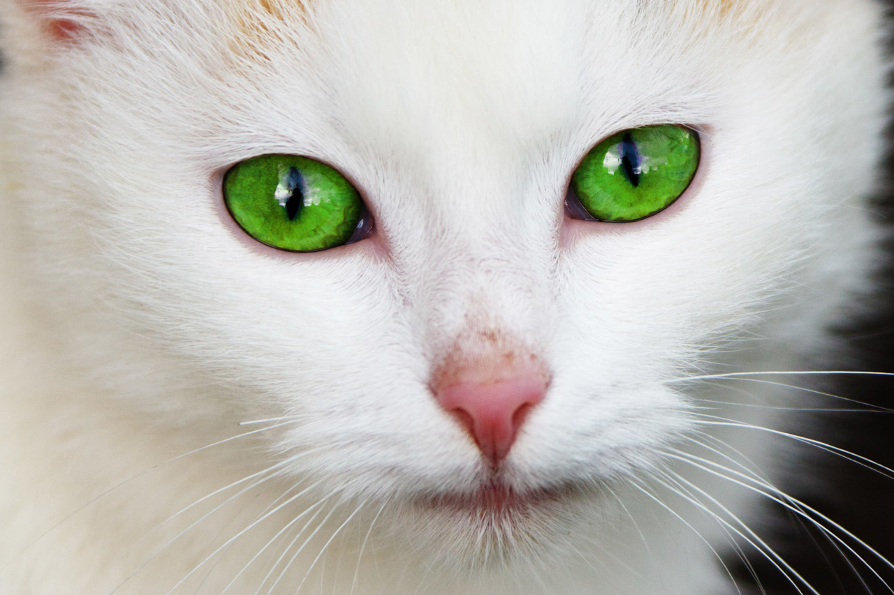 Gros plan sur la tête d'un chat blanc aux yeux verts.