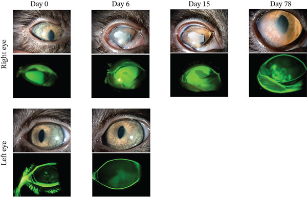 Planche de photographies des deux yeux d'un chat au fil du traitement, avec et sans coloration à la fluorescéine.