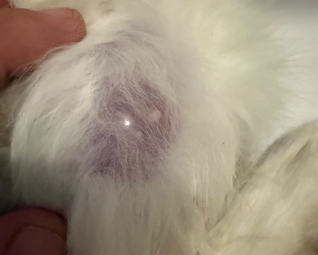 Une mamelle gonflée et violacée sur le ventre d'une chatte blanche, tenue par une main.