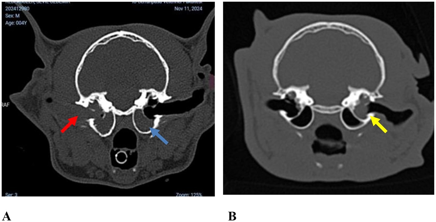 Deux images de scanner des bulles tympaniques de chats atteints, l'oreille moyenne remplie d'un tissu.