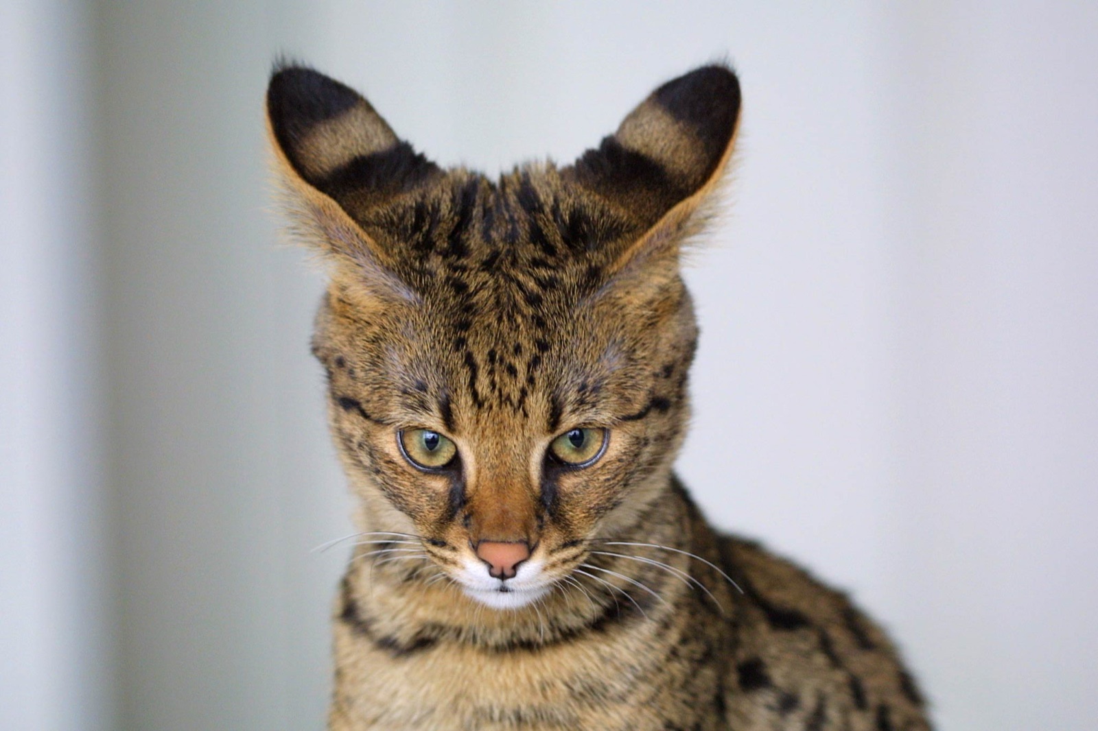 Portrait d'un chat Savannah, les grandes oreilles dressées.